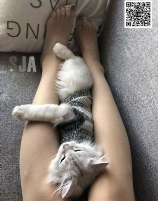 屠夫电影在线完整版播放